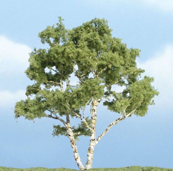 Picture of Birch (single) Tree - Woodland Scencis 